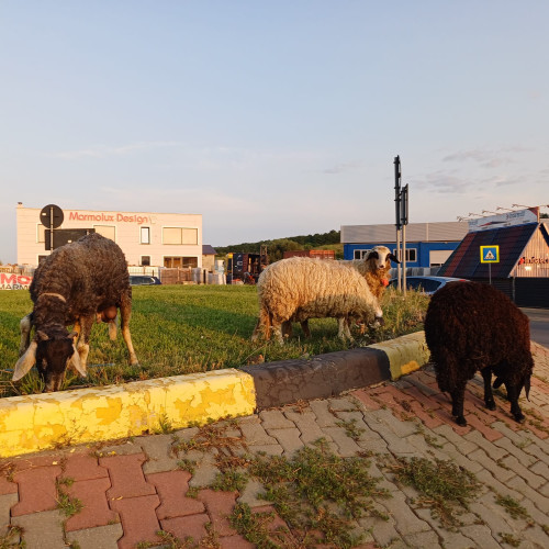 Oile care pășteau pe sensul giratoriu din Botoșani au creat o situație bizară, după ce au fost lăsate să pască iarba din zona rutieră. Joi, șoferii care treceau pe strada de la Dedeman au fost uimiți să vadă că mai multe mioare se află chiar în mijlocul sensului giratoriu.