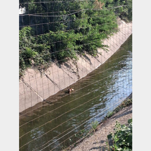 Pompierii bihoreni au salvat un caprior în pericol de înec