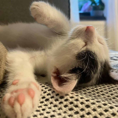 Ziua internațională a pisicii: o celebrare a prieteniilor feline