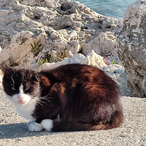 rolul surprinzător al pisicilor în istoria militară