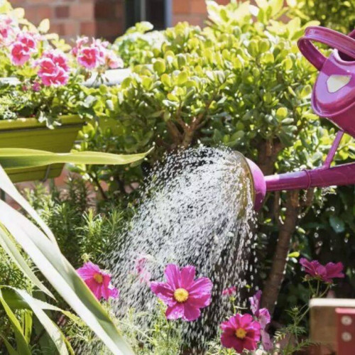 Cât de des trebuie udate plantele vara pentru o grădină sănătoasă