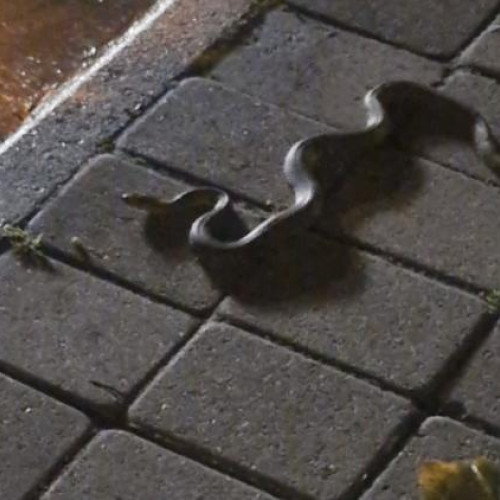 Un șarpe de aproximativ 70 de centimetri a fost observat în parcul Rozelor din Cluj