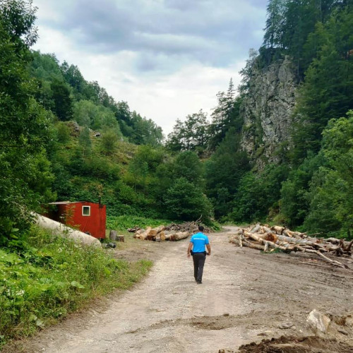 Doi bărbați, surprinși transportând bușteni prin albia râului Susita Verde