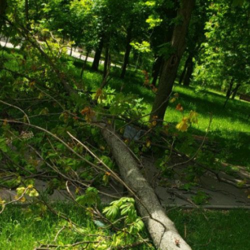 Copac căzut și gard distrus în zona parcului pentru câini din Cluj