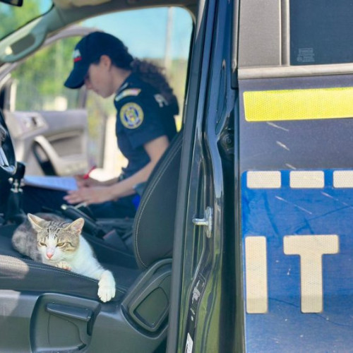 Pisică misterioasă a devenit vedeta intervenției poliției în Tăuții-Măgherăuș