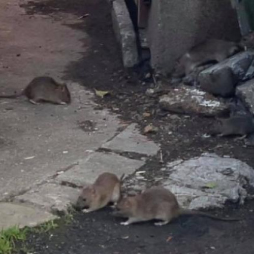 Clujenii solicită ajutor pentru alungarea șobolanilor de pe strada Tabacarilor