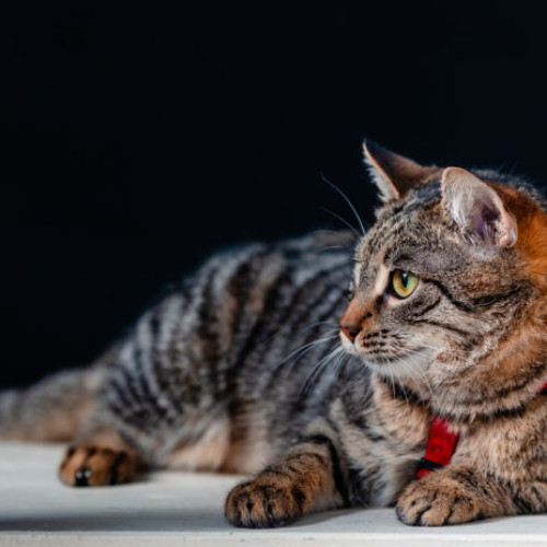 Campanie națională pentru construirea primului sanctuar pentru pisicile abandonate din România