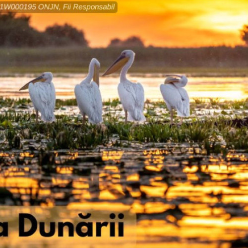 Delta Dunării, un paradis natural cu o biodiversitate unică, atrage anual numeroși turiști români și străini, dornici să observe frumusețea ei și varietatea de specii de plante și animale. Acest teritoriu, considerat cea mai bine conservată deltă din Europa, are forma unui triunghi, asemănătoare literei delta din alfabetul grec, de unde și numele său. În termeni de geografie, delta reprezintă o formațiune rezultată din depunerea de mal și nisip la vadul unei ape curgătoare, atunci când aceasta intră în lacuri, mări sau oceane, pe terenuri stabile.