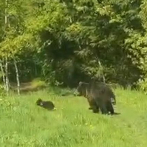 Creșterea numărului de urși care intră în zonele locuite din Brașov