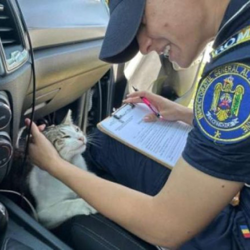 pisica, vedeta zilei în timpul unei intervenții a poliției din maramureș