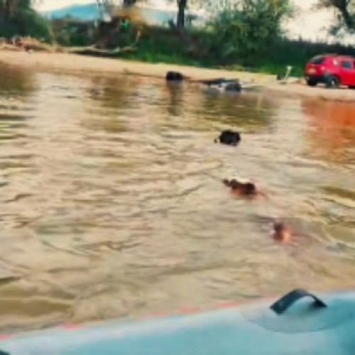 Pompierii din Făgăraș au salvat o cireadă de vaci blocate în râul Olt