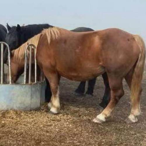 Trei cai dispăruți în comuna Luna de Sus, Cluj, au fost găsiți după intervenția promptă a Poliției