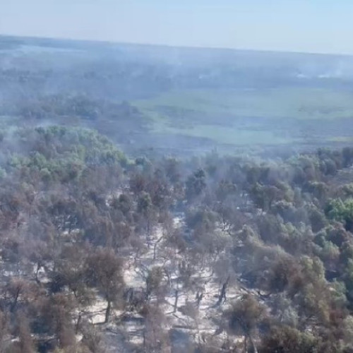 Incendiu de proporții în Ucraina: peste 35 de hectare de pădure și vegetație afectate