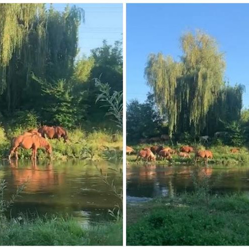 O turmă de cai a fost surprinsă recent pe malul râului Someș, în apropiere de cartierul Grigorescu din Cluj-Napoca. În imagini, cele douăzeci de cai se plimbau liniștiți pe iarba înaltă, parca legănati de valuri, oprindu-se din când în când să se adape în apa lucioasă a râului.