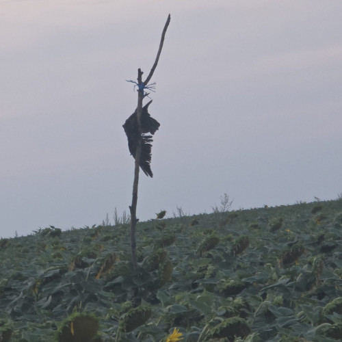 imagini macabre în localitatea catamariști deal. păsări moarte atârnate de țepe, situate pe strada ghioceilor, au fost fotografiate de localnici, la doar câțiva metri de sol. potrivit botosaninews.ro, un locuitor a declarat că proprietarul terenului a amplasat o soluție anti-animal, iar în zona respectivă animalele domestice fugit, schelalaind sau mieunând, fiind speriate doar de mirosul insuportabil din lanul respectiv.