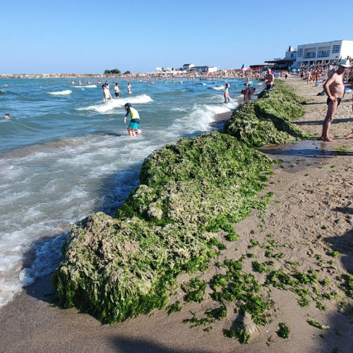 Invazie de alge pe plaja Laguna din Mangalia afectează mediul, dar turiștii continuă să se bucure de mare
