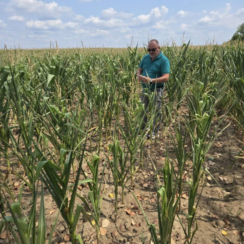 Seceta și temperaturile extreme afectează culturile agricole din Dâmbovița