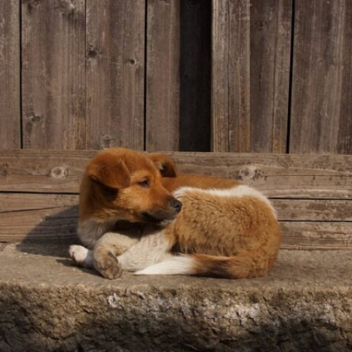 masuri obligatorii pentru proprietarii de câini din buzău. autoritățile cer microciparea și sterilizarea animalelor