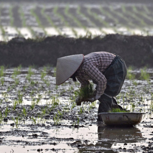 Vietnamul expropriază sateni pentru un complex de golf finanțat de familia Trump