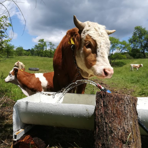 Femeie de 86 de ani rănită grav după atacul unei vaci în satul Andrieseni