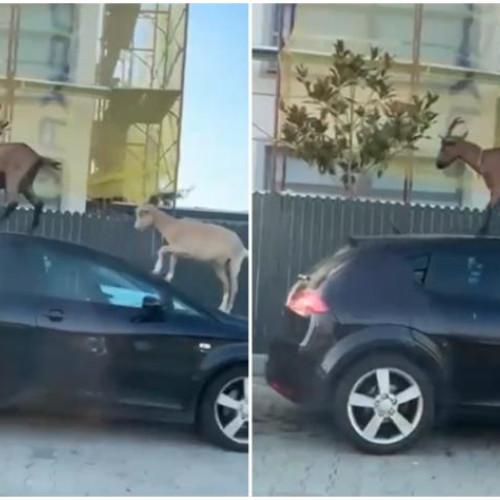 Doi lei de munte au fost observați în centrul orașului Cluj-Napoca