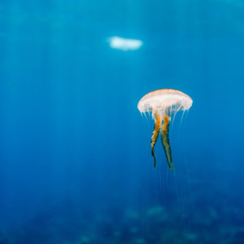 Patru reactoare ale centralei nucleare de la Gravelines, din nordul Franței, au fost oprite pe neașteptate duminică seara din cauza prezenței masive și imprevizibile a meduzelor în sistemele de pompare a apei de răcire, anunță compania EDF. Dacă inițial opririle au vizat unitățile 2, 3, 4 și 5, ulterior și reactorul 6 a fost închis automat, informează digi24.ro.