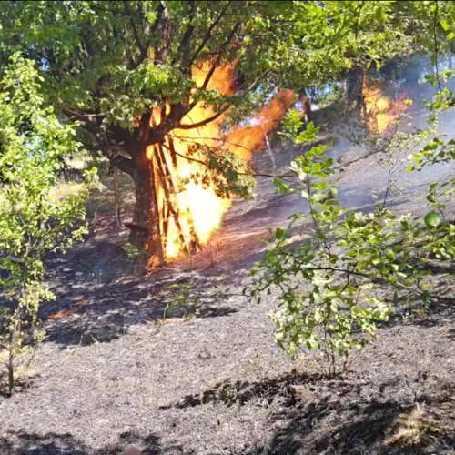incendiu de vegetație în Tismana: două echipaje intervin pentru stingere