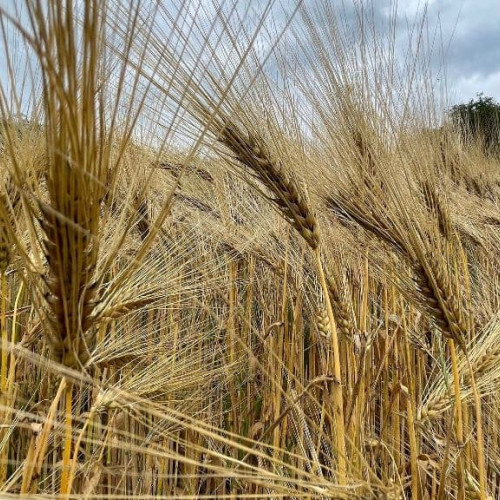 Vremea în Transilvania și în întreaga țară până la 17 august: când se va răci canicula
