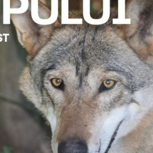 eveniment dedicat lupilor și conservării biodiversității la grădina zoologică din brașov