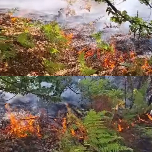 Incendiu de vegetație în zona Plaiul Baltisoarei, Gorj