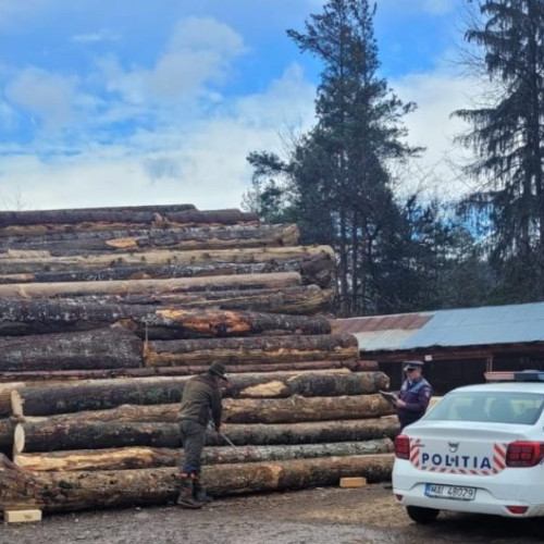 Polițiștii au confiscat peste 600 de metri cubi de lemn în urma unor controale împotriva infracțiunilor silvice