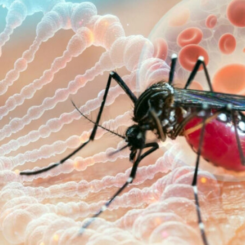 Focar de chikungunya în sudul Chinei stârnește îngrijorare la nivel global