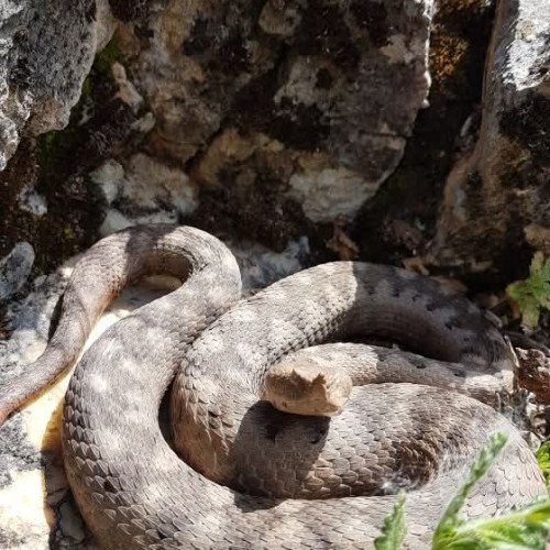 Vipera cu corn a fost surprinsă în zona Defileului Jiului vandând atenția internauților și iubitorilor de drumeții