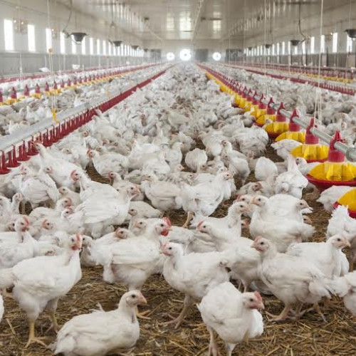 creștere a producției de carne în România în iunie 2025, potrivit datelor INS