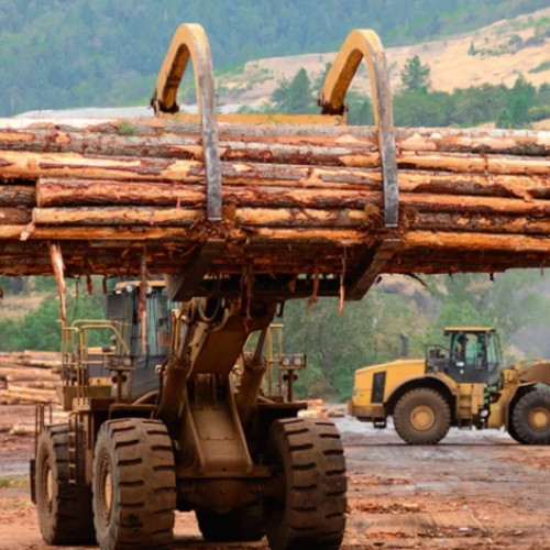 Pierderi financiare semnificative în șase direcții silvice din România în ultimii cinci ani