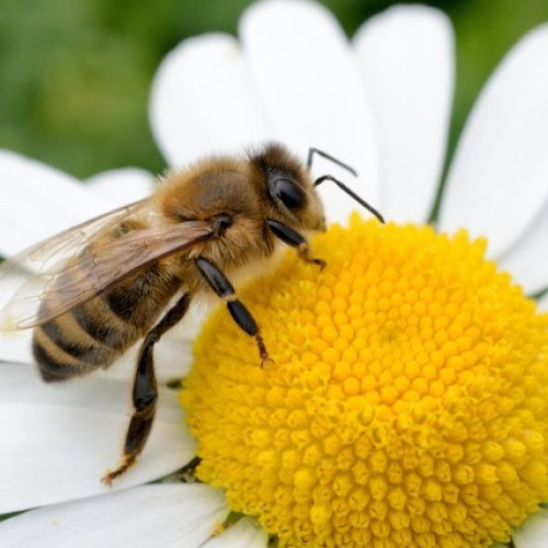 Albinele, importanțe pentru ecosistem și riscuri ale înțepăturilor