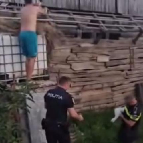 doi pui de pasare salvați de ONG-ul transylvania wildfire rescue după ce au rămas fără cuib