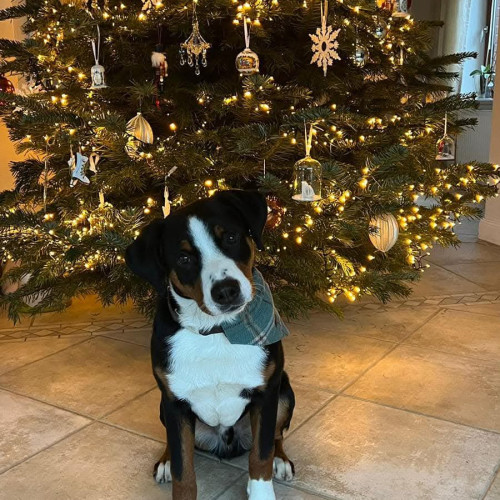 accident tragic pentru familia unui galatean stabil in Londra