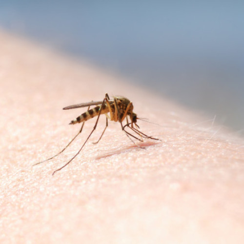 Patru cazuri de infectie cu virusul West Nile in aceasta vara