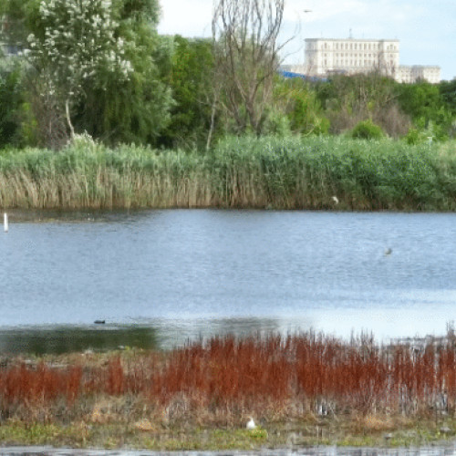 viața sălbatică din inima Bucureștiului