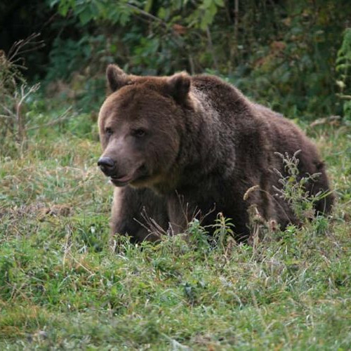 Sfaturi pentru siguranța în cazul apariției ursilor în județul Maramureș