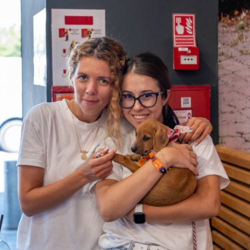 Trei animale de pe strada au găsit un cămin iubitor