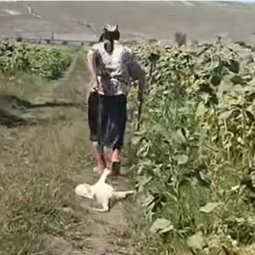 O bătrână din Botoșani, acuzată de cruzime față de animale