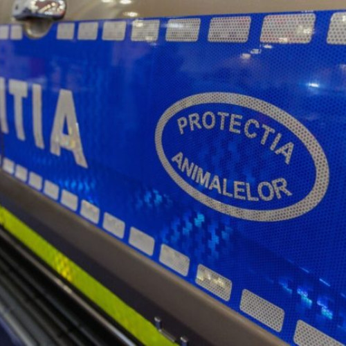 scena de cruzime asupra unui animal din Botoșani stârnește revoltă pe rețelele de socializare