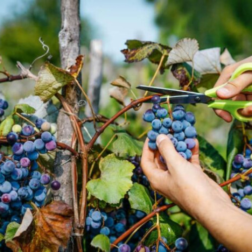 Prețurile strugurilor pentru vin în Vrancea pentru sezonul 2025