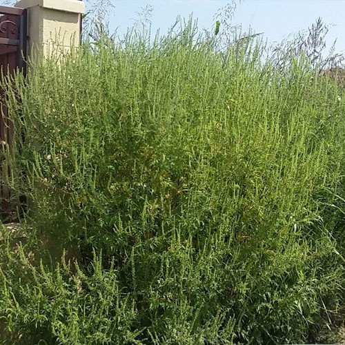 Primăria Bacău trimite somații proprietarilor de terenuri cu ambrozie