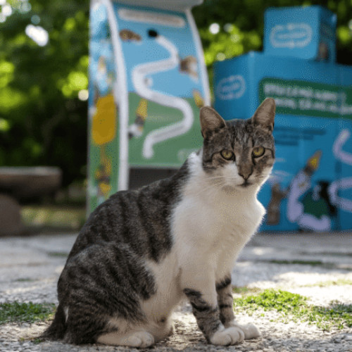 Extindere a rețelei de automate pentru hrănirea pisicilor fără stăpân din București