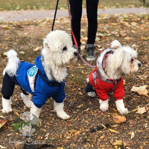 afacerea online cu haine si accesorii pentru caini, lansată de Marius Isaila în 2019, a ajuns la vânzări de 2 milioane de lei în anul trecut, marcând o creștere de 33% față de anul anterior