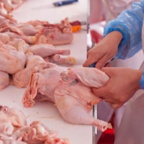 Romania, lider în sectorul avicol în Uniunea Europeană