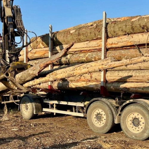 Polițiștii din Comănești au prins un bărbat care transporta bușteni fără acte în regulă